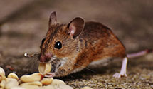 24 Hour & Emergency Exterminators in Citigroup, IA